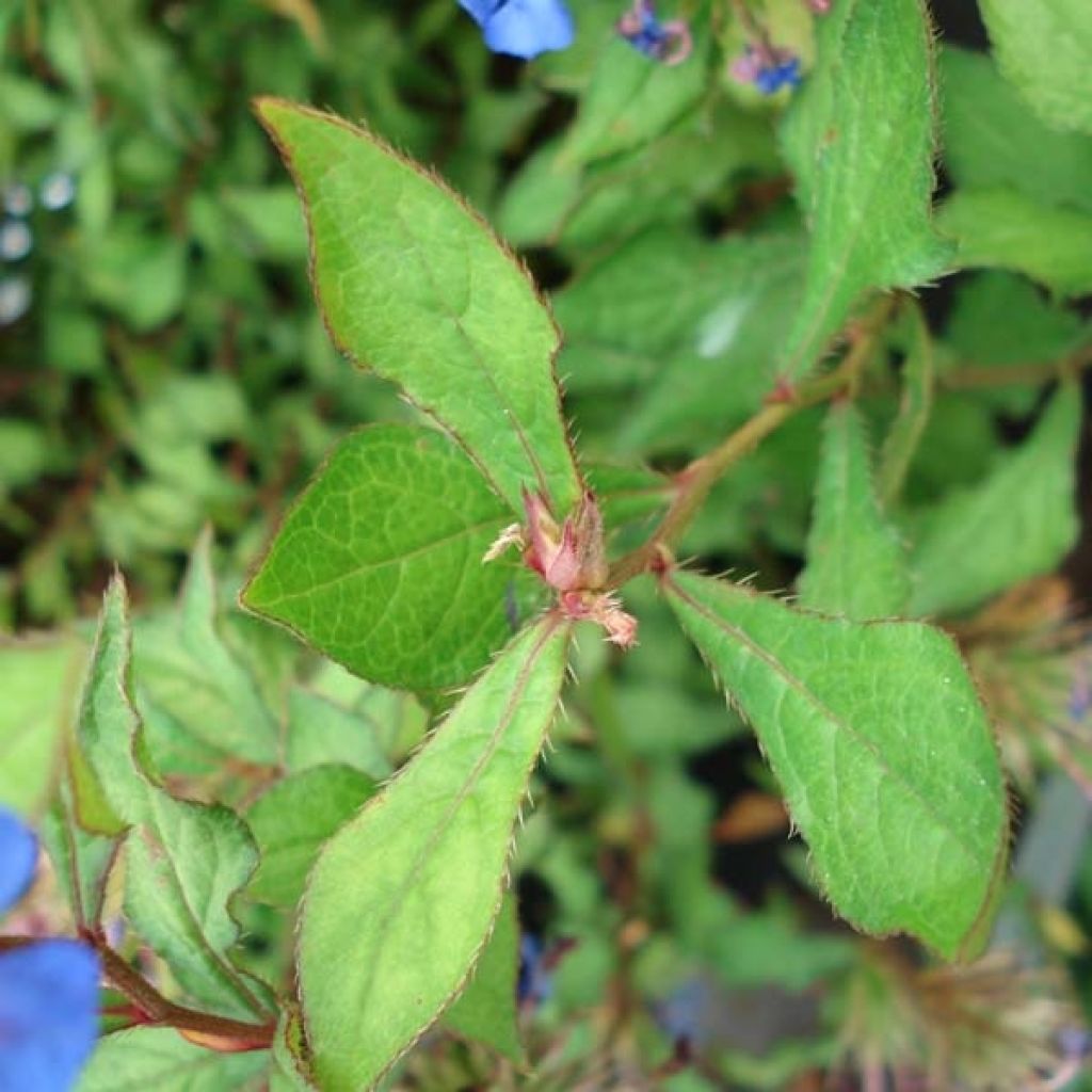 Ceratostigma willmottianum - Plumbago cinese