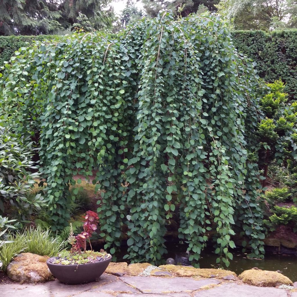 Cercidiphyllum japonicum Pendulum - Albero del caramello