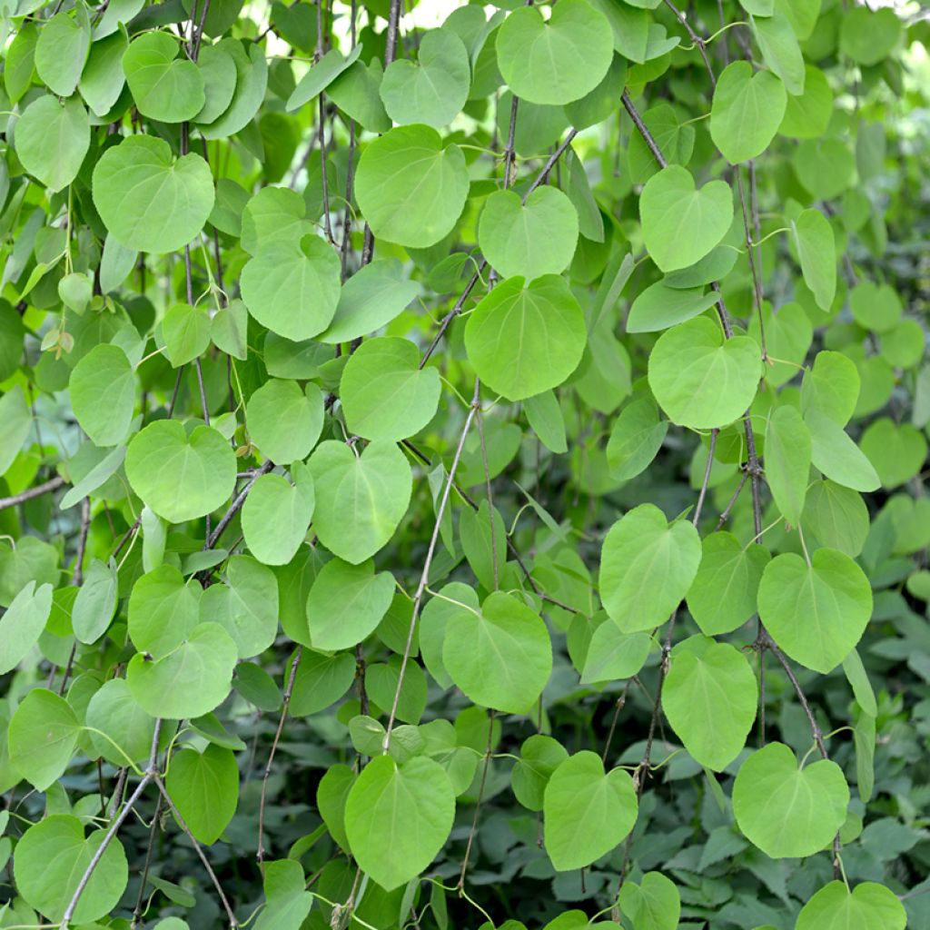 Cercidiphyllum japonicum Pendulum - Albero del caramello