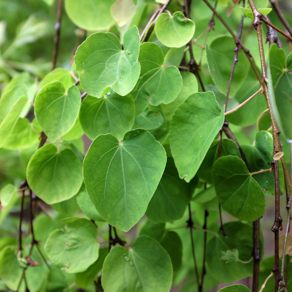 Cercidiphyllum japonicum Pendulum - Albero del caramello