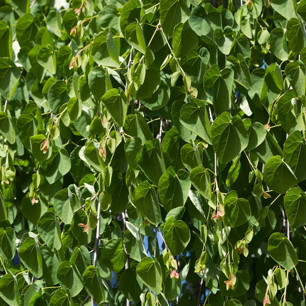 Cercidiphyllum japonicum Pendulum - Albero del caramello