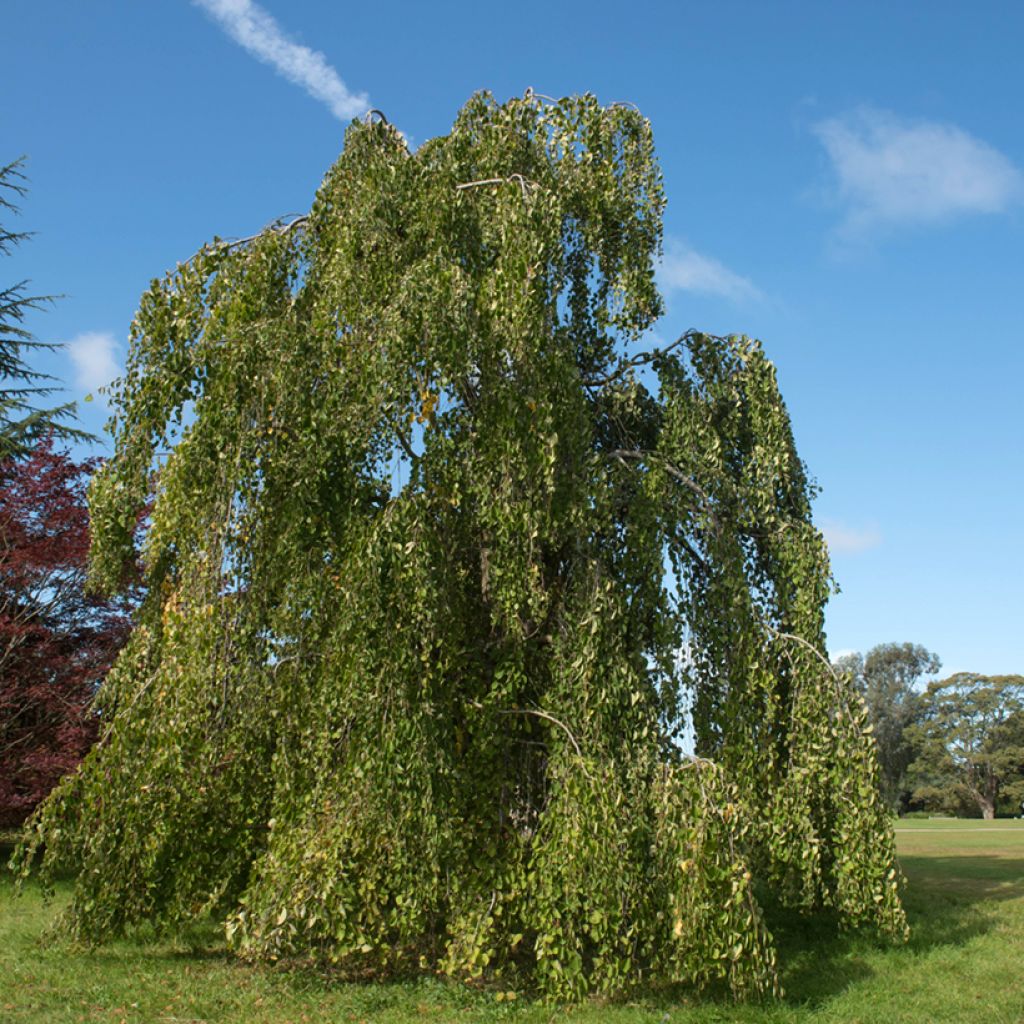 Cercidiphyllum japonicum Pendulum - Albero del caramello