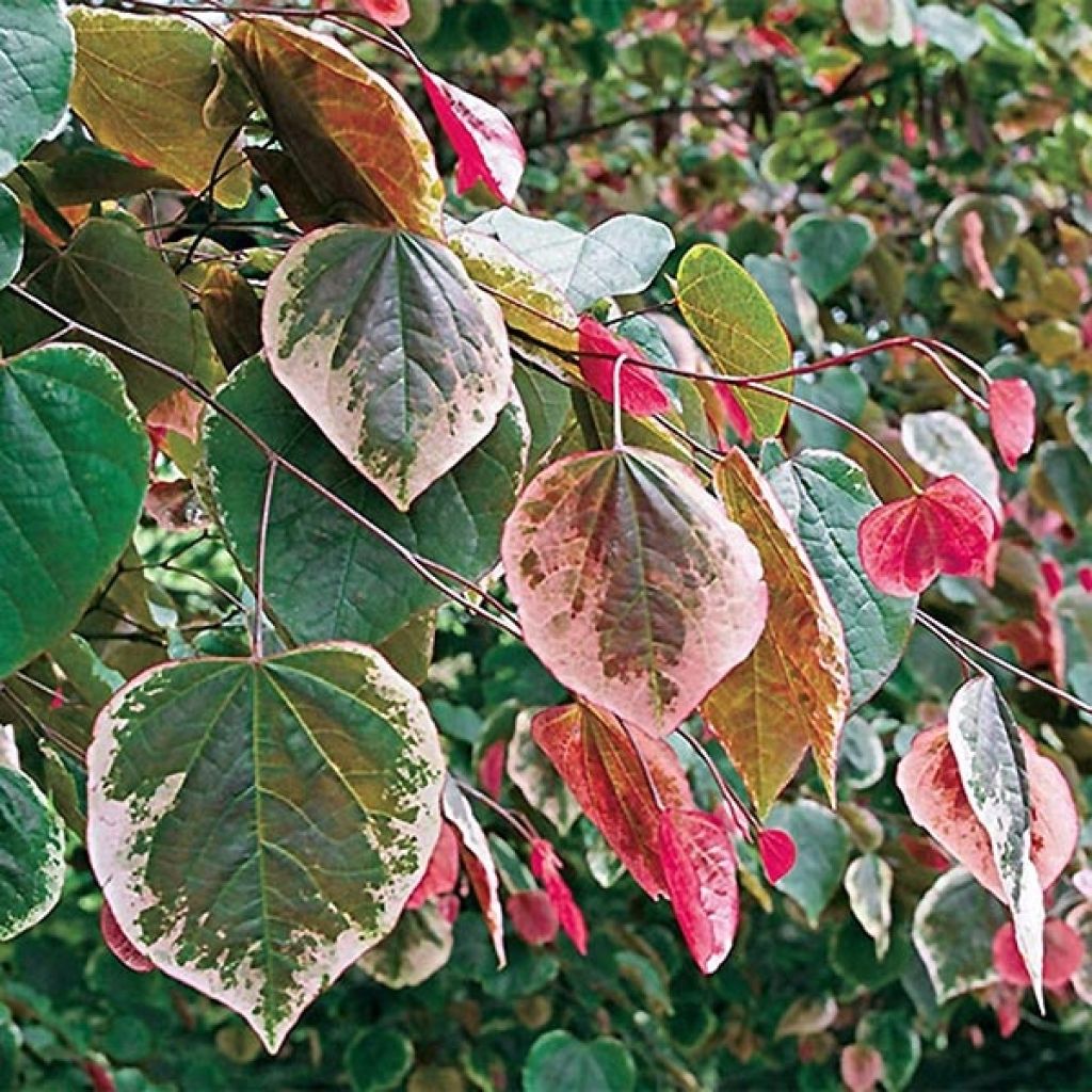 Cercis canadensis Carolina Sweetheart - Albero di Giuda