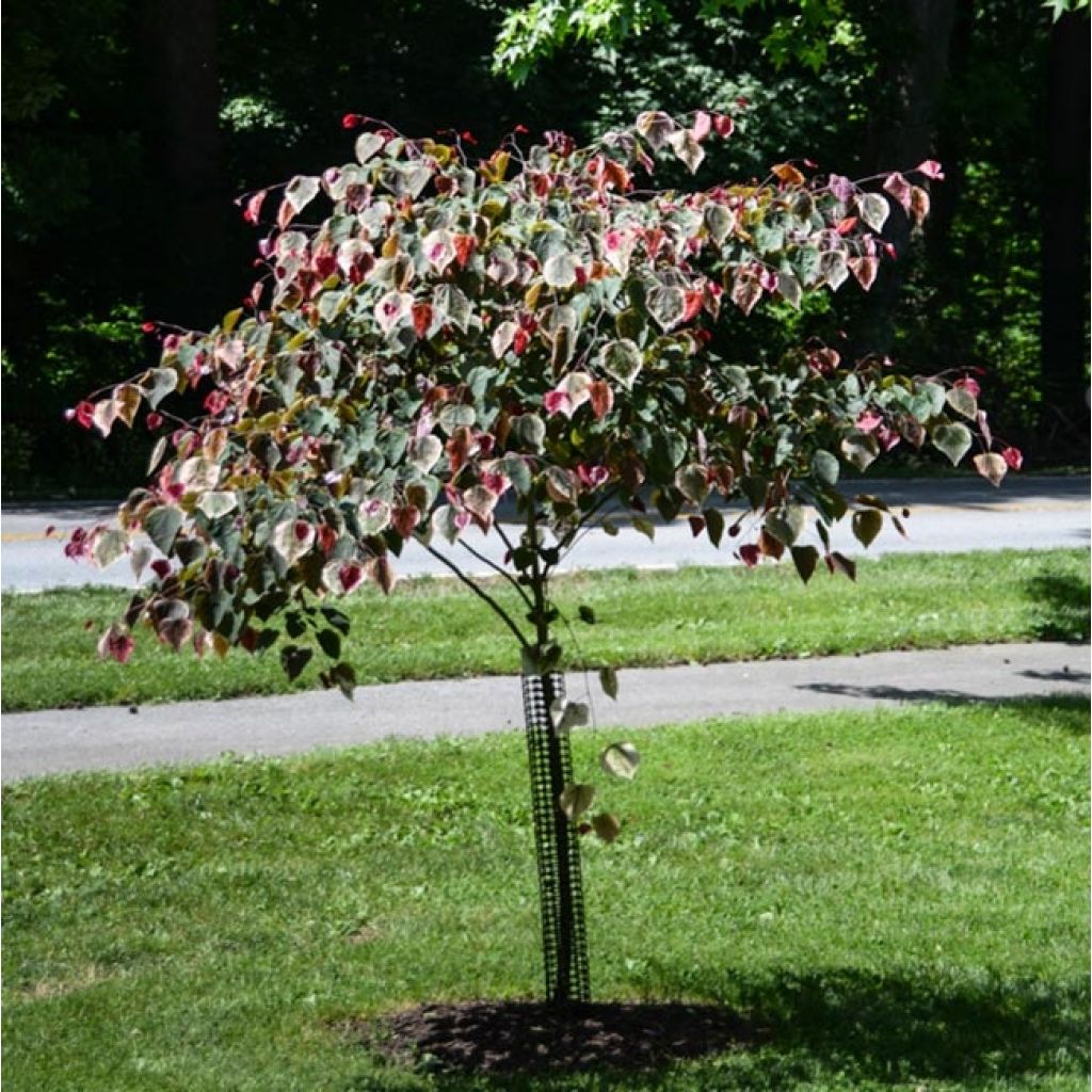 Cercis canadensis Carolina Sweetheart - Albero di Giuda