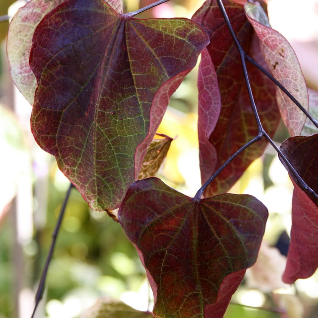 Cercis canadensis Carolina Sweetheart - Albero di Giuda