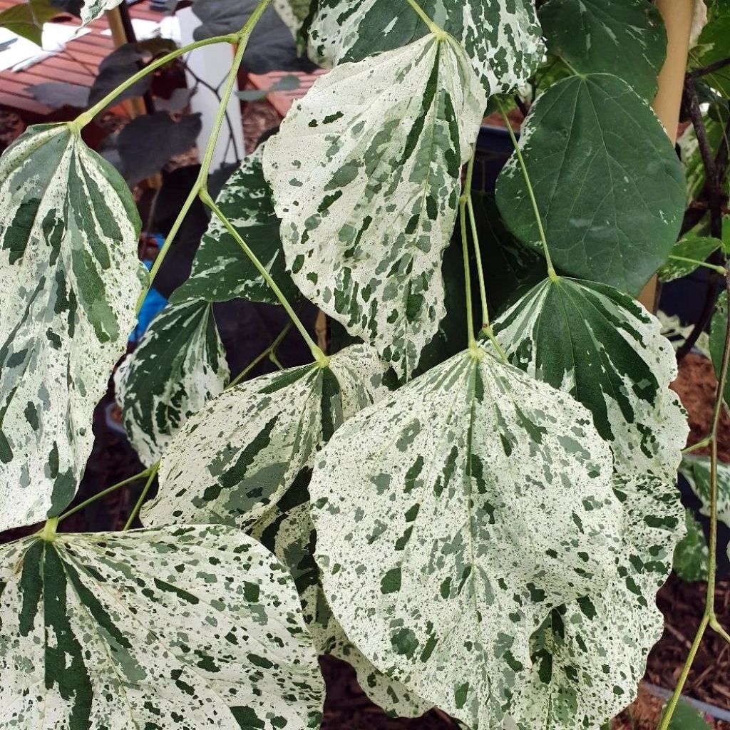 Cercis canadensis Alley Cat - Albero di Giuda