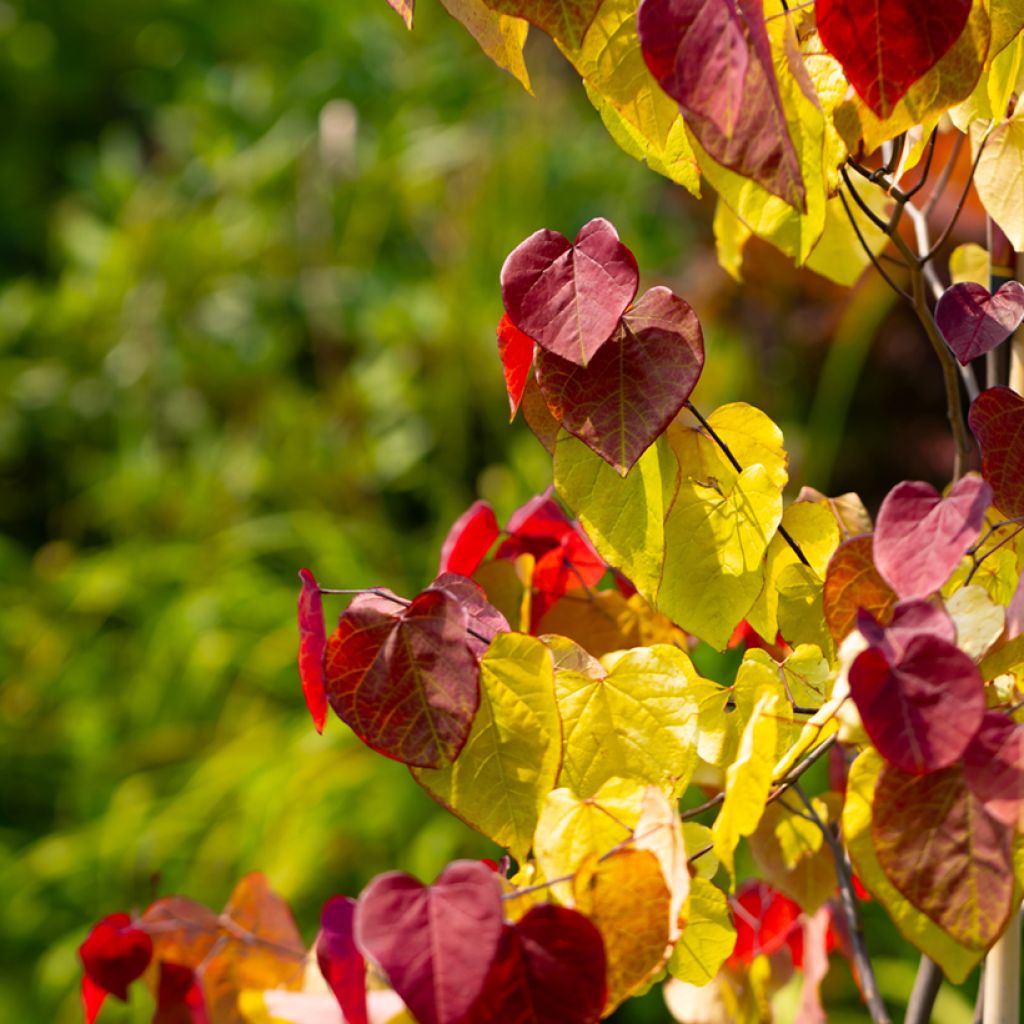 Cercis canadensis Eternal Flame - Albero di Giuda