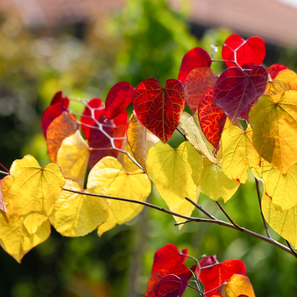 Cercis canadensis Eternal Flame - Albero di Giuda