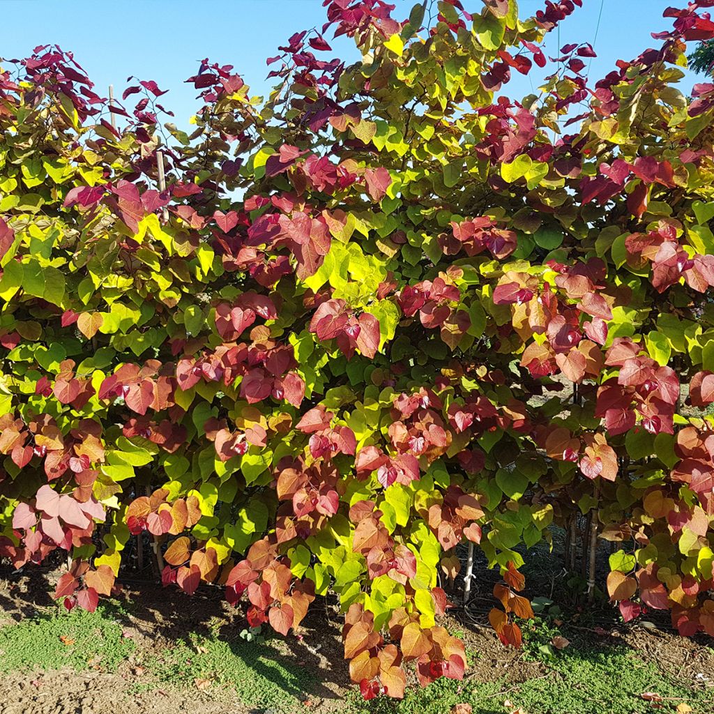 Cercis canadensis Eternal Flame - Albero di Giuda