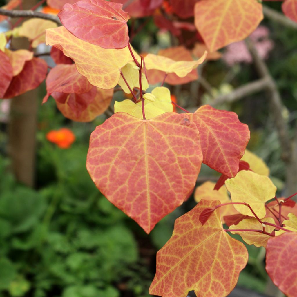 Cercis canadensis Eternal Flame - Albero di Giuda