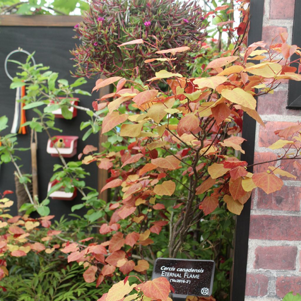 Cercis canadensis Eternal Flame - Albero di Giuda