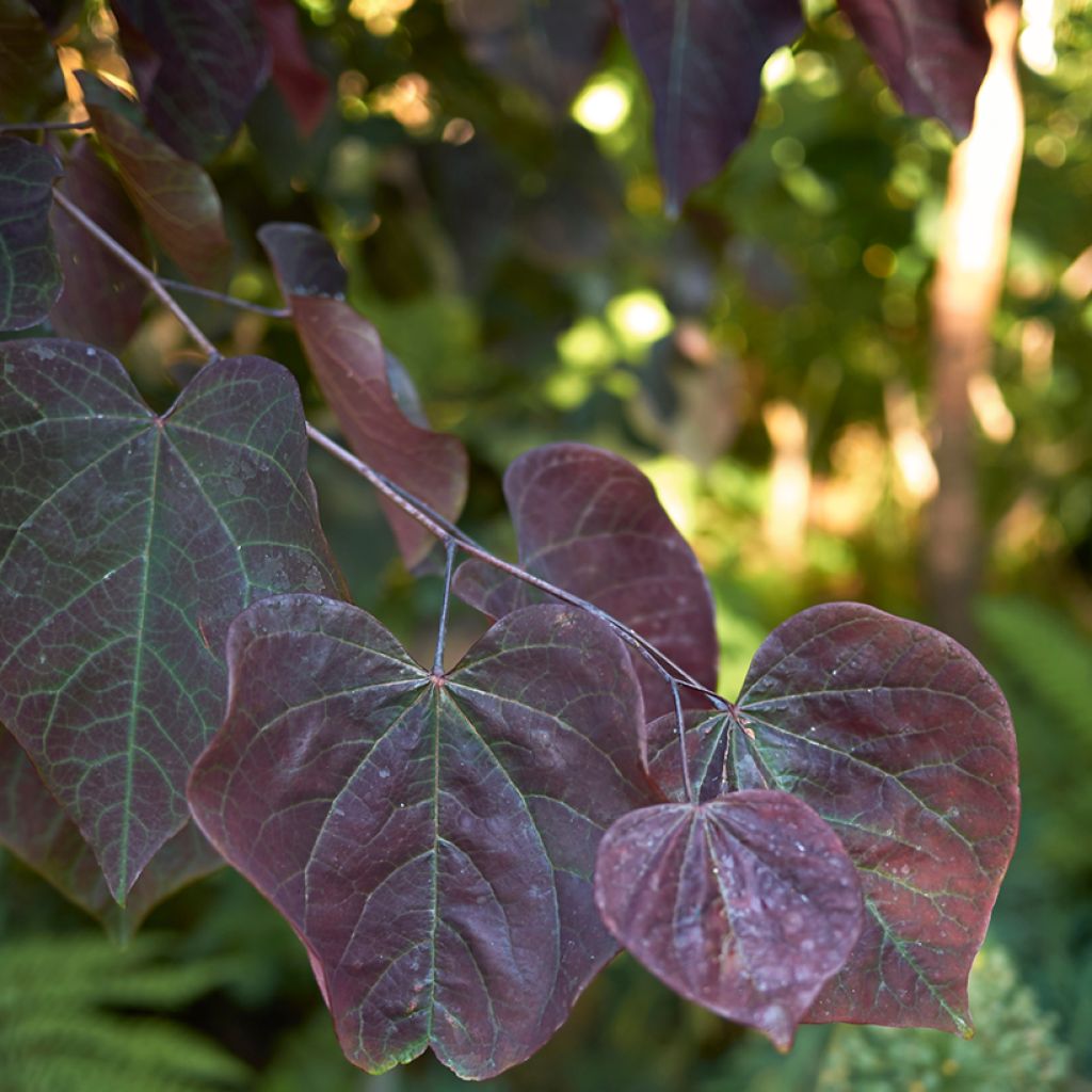 Cercis canadensis Forest Pansy - Albero di Giuda