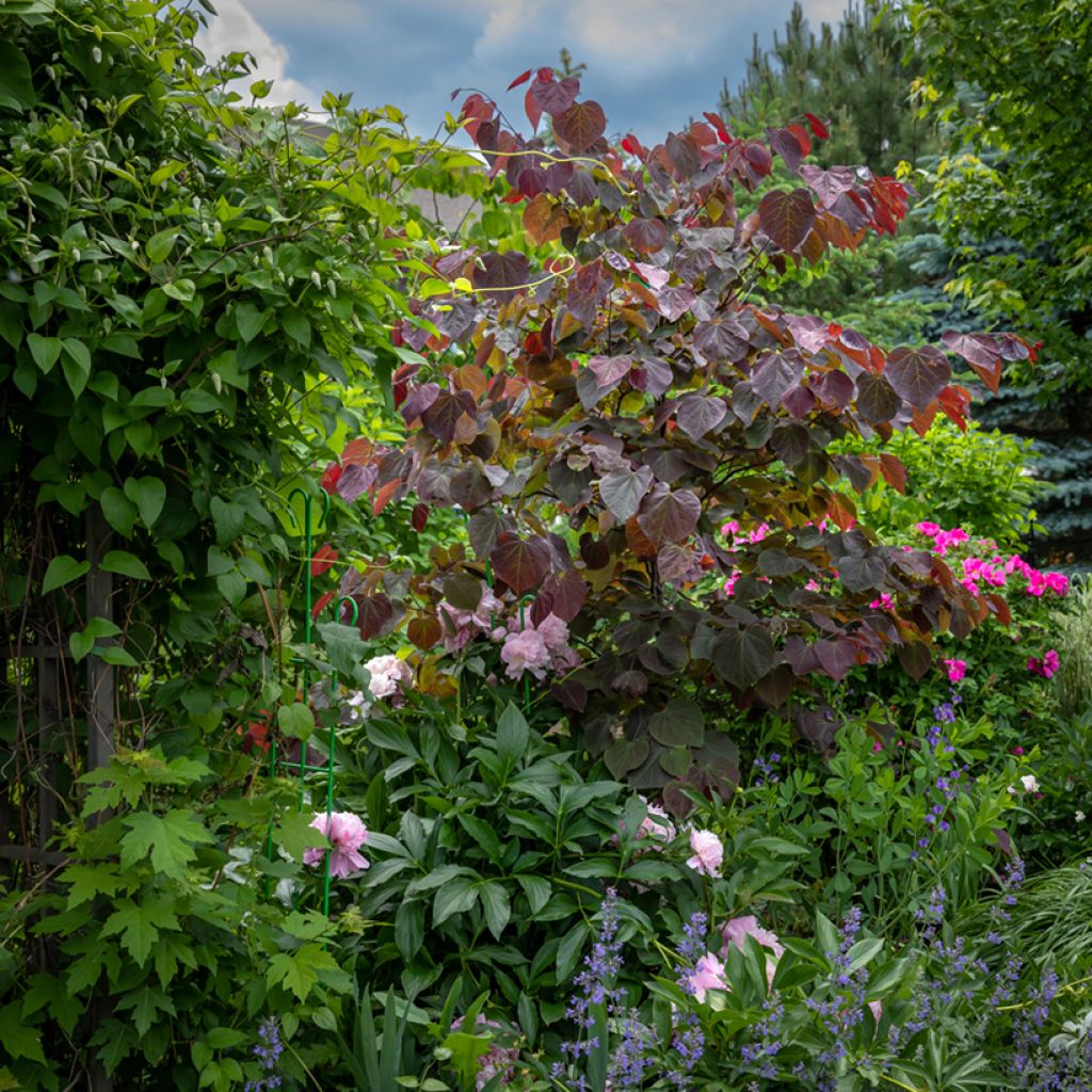 Cercis canadensis Forest Pansy - Albero di Giuda