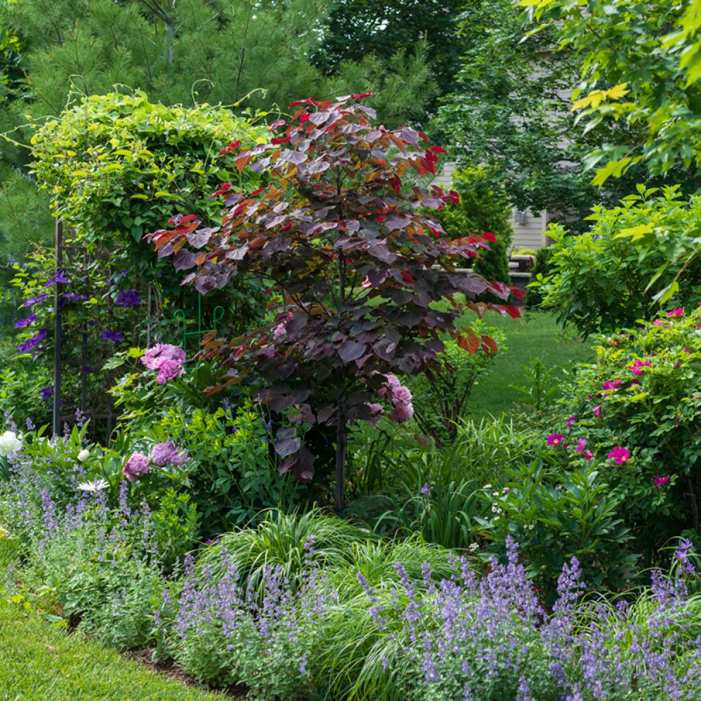 Cercis canadensis Forest Pansy - Albero di Giuda