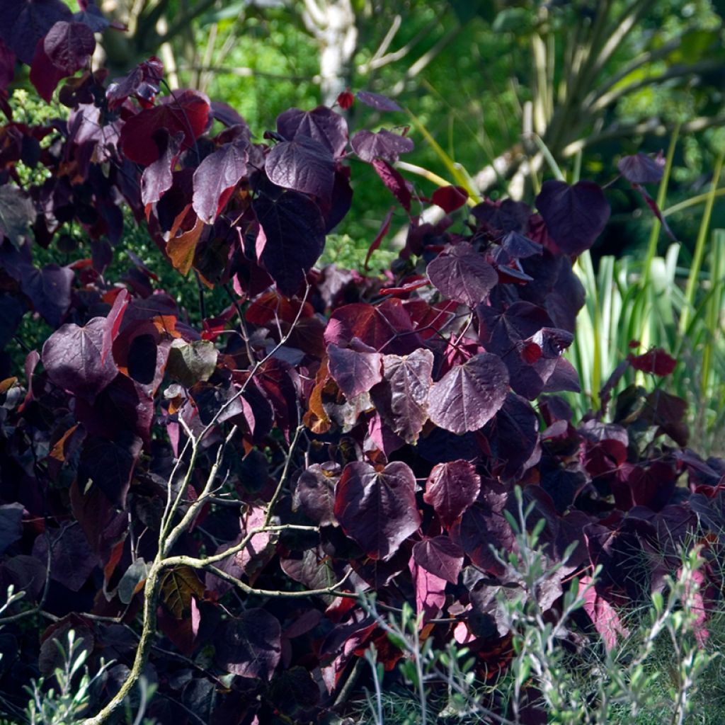 Cercis canadensis Forest Pansy - Albero di Giuda