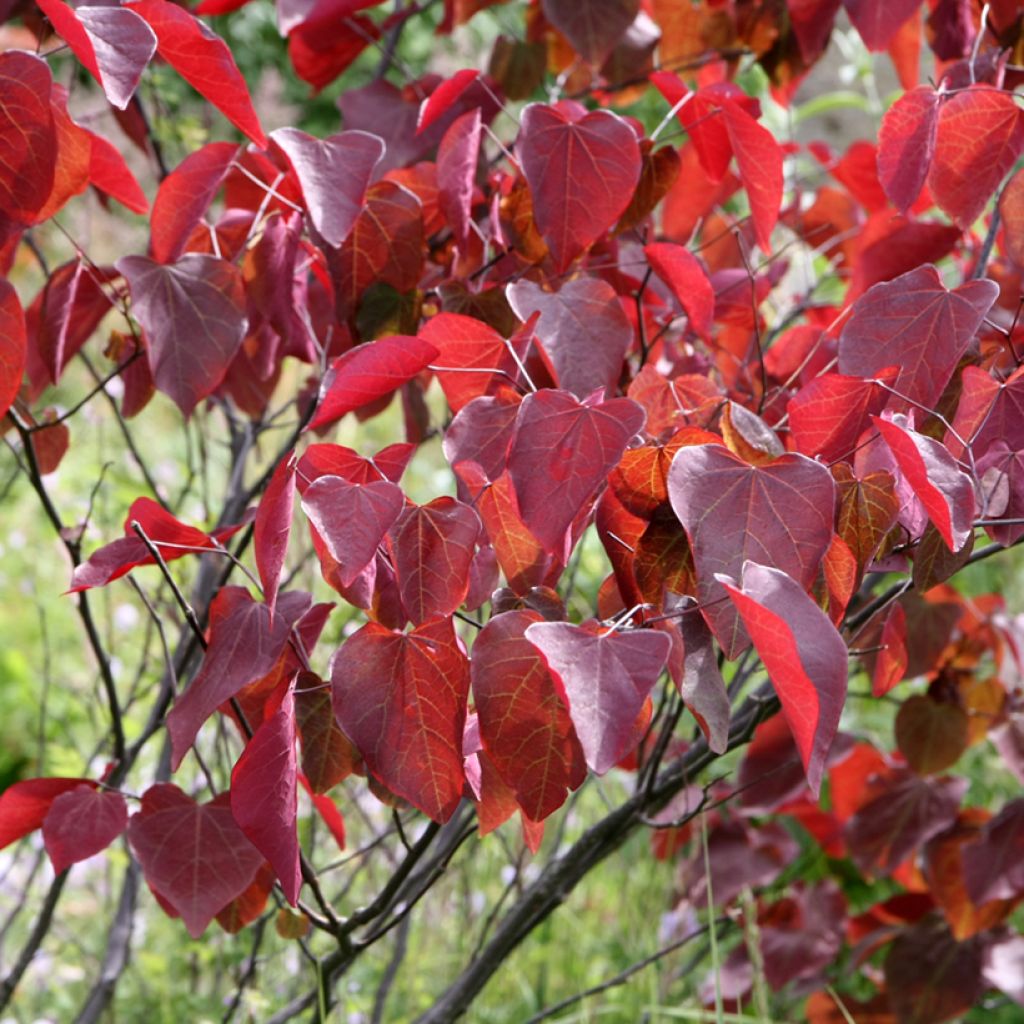 Cercis canadensis Forest Pansy - Albero di Giuda