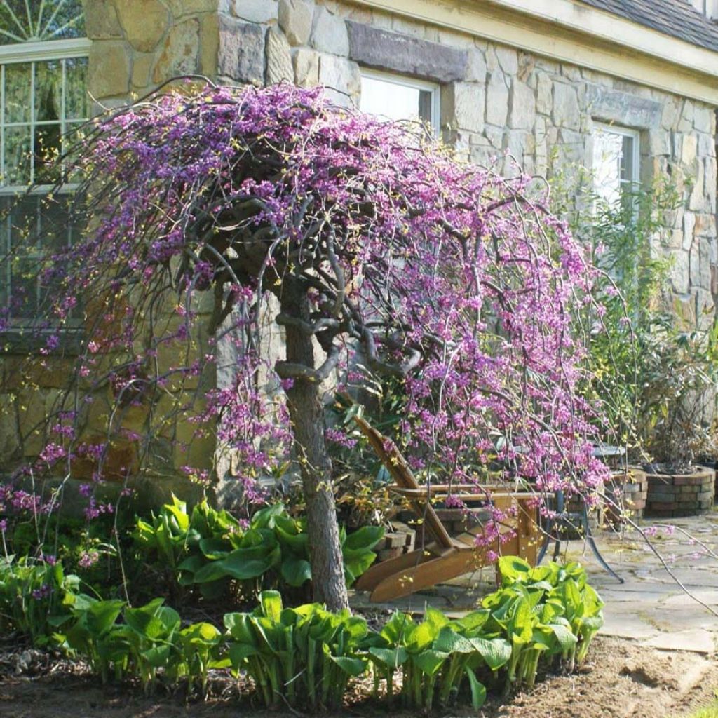 Cercis canadensis Lavender Twist - Albero di Giuda