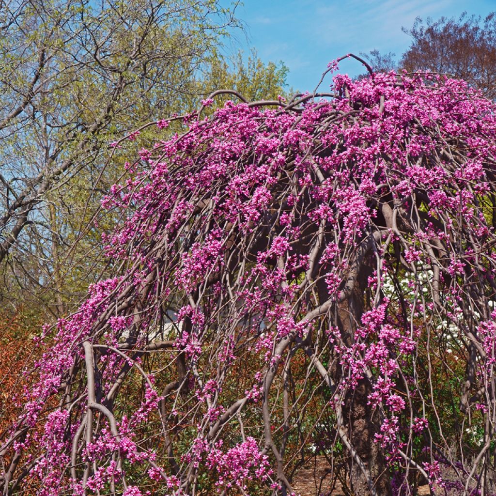 Cercis canadensis Lavender Twist - Albero di Giuda