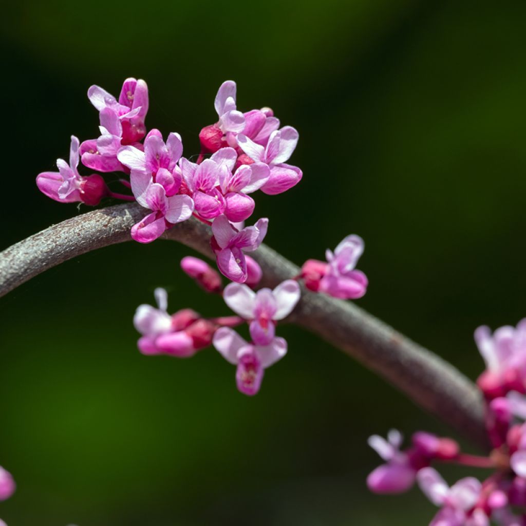 Cercis canadensis Lavender Twist - Albero di Giuda