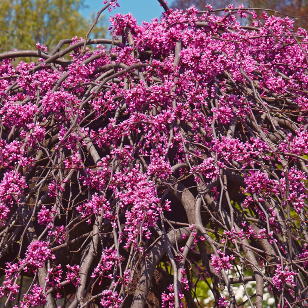 Cercis canadensis Lavender Twist - Albero di Giuda