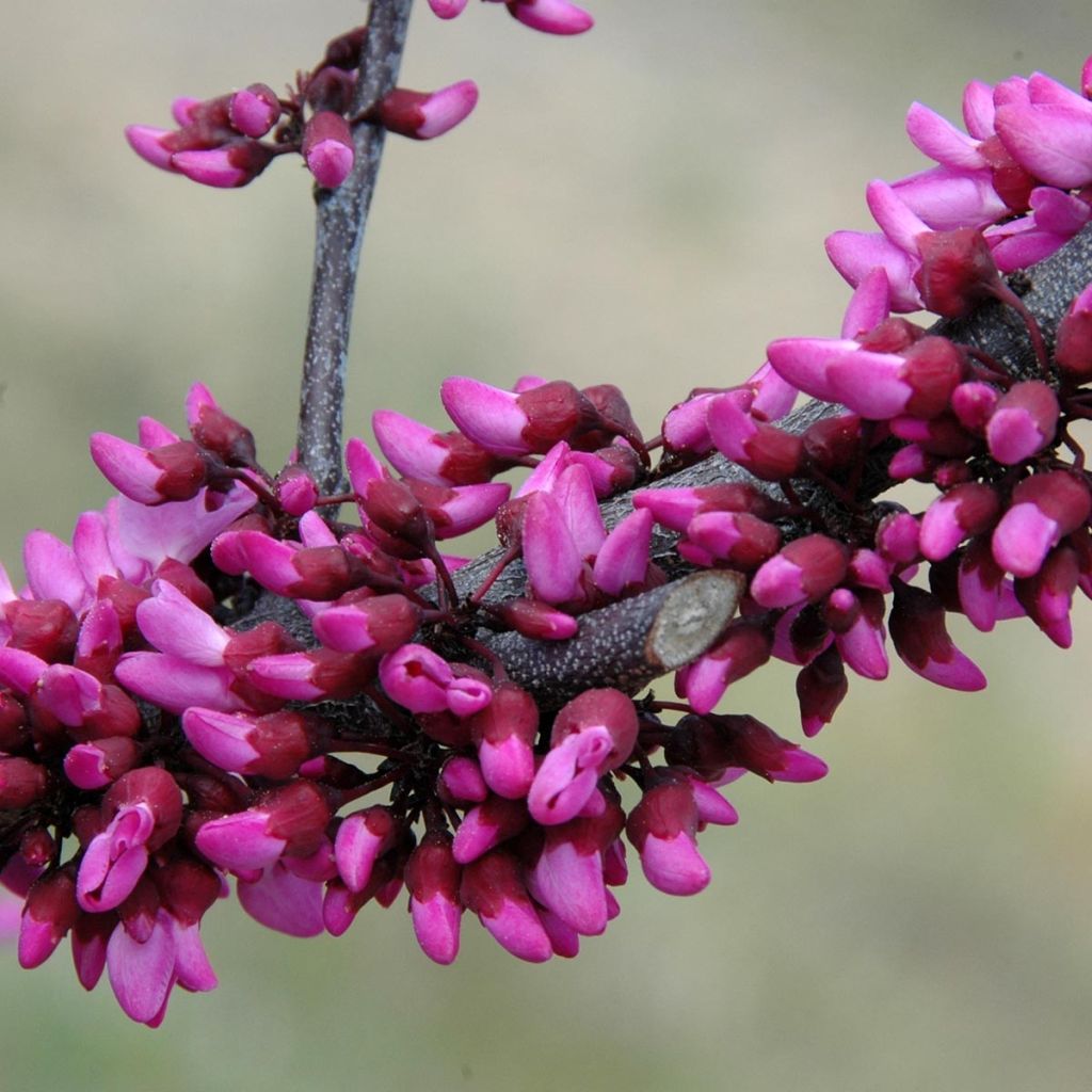 Cercis canadensis var. texensis Merlot - Albero di Giuda