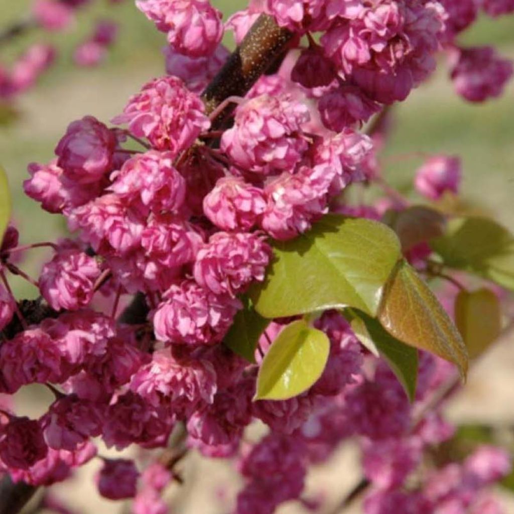 Cercis canadensis Pink Pom Pom's - Albero di Giuda