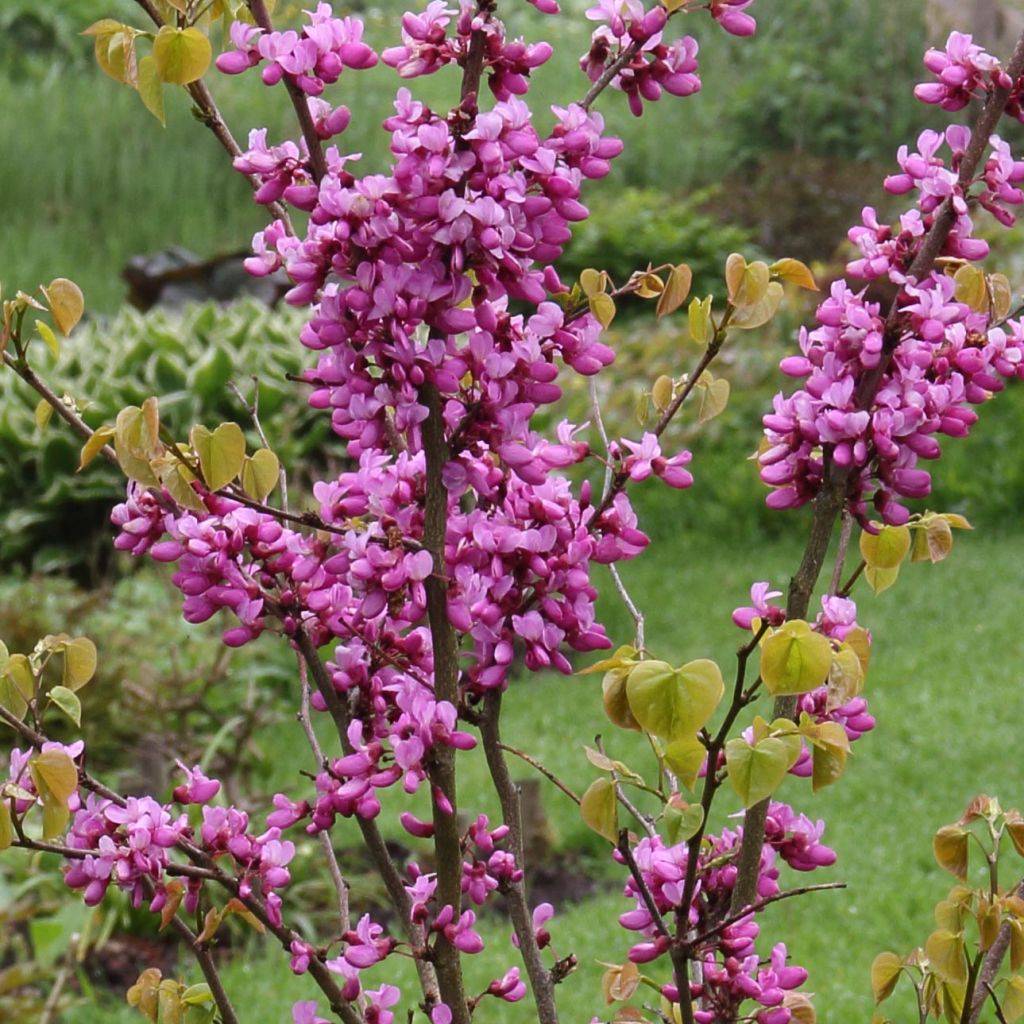 Cercis chinensis Avondale - Albero di Giuda cinese