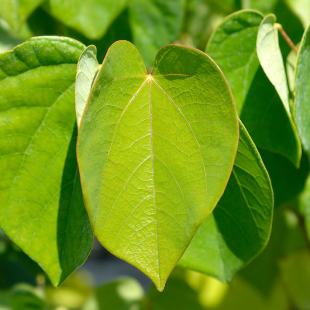 Cercis chinensis Avondale - Albero di Giuda cinese