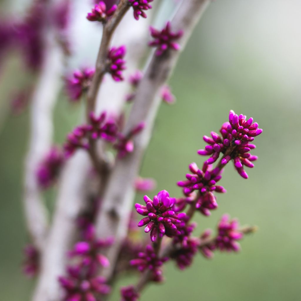 Cercis chinensis Avondale - Albero di Giuda cinese