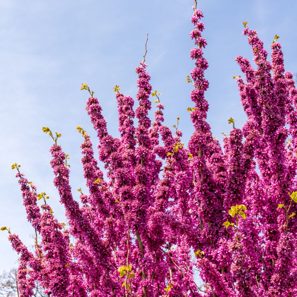 Cercis chinensis Avondale - Albero di Giuda cinese