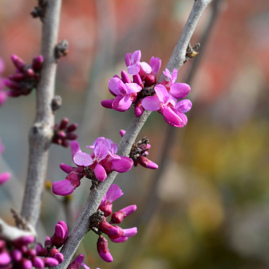 Cercis chinensis Avondale - Albero di Giuda cinese