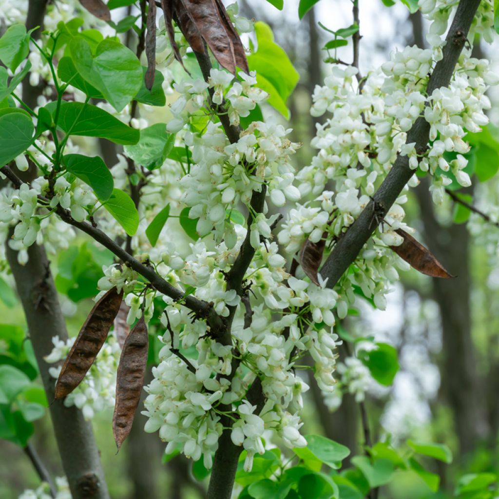 Cercis chinensis Shirobana - Albero di Giuda cinese