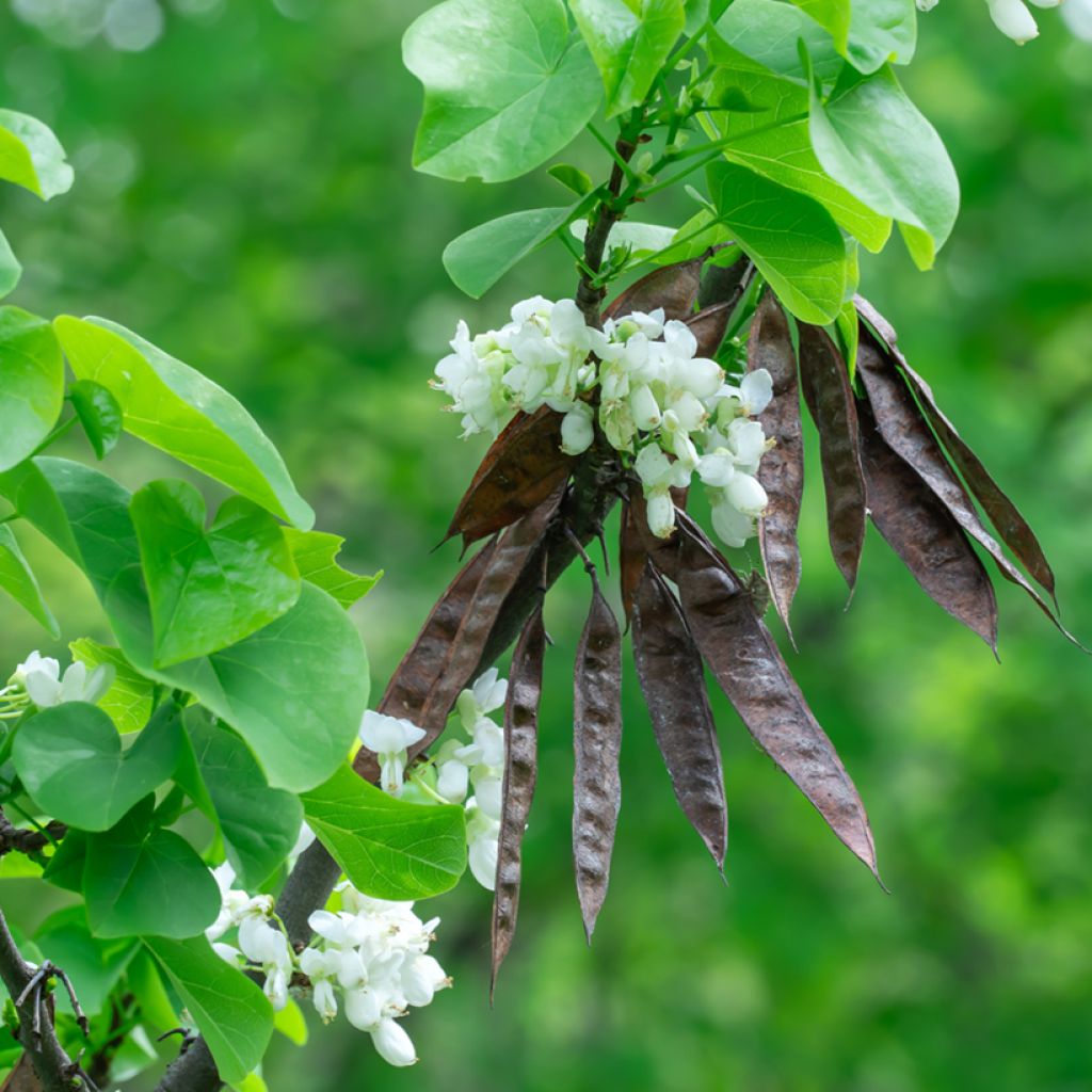 Cercis chinensis Shirobana - Albero di Giuda cinese