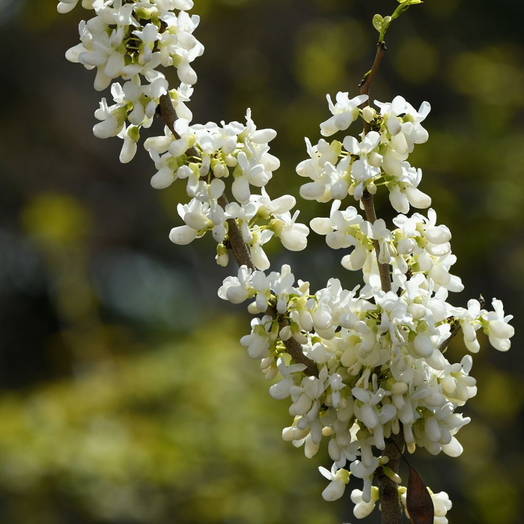 Cercis chinensis Shirobana - Albero di Giuda cinese