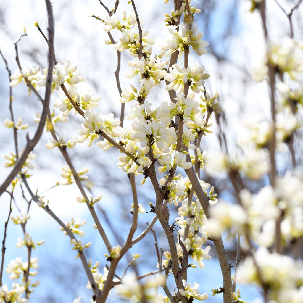 Cercis chinensis Shirobana - Albero di Giuda cinese