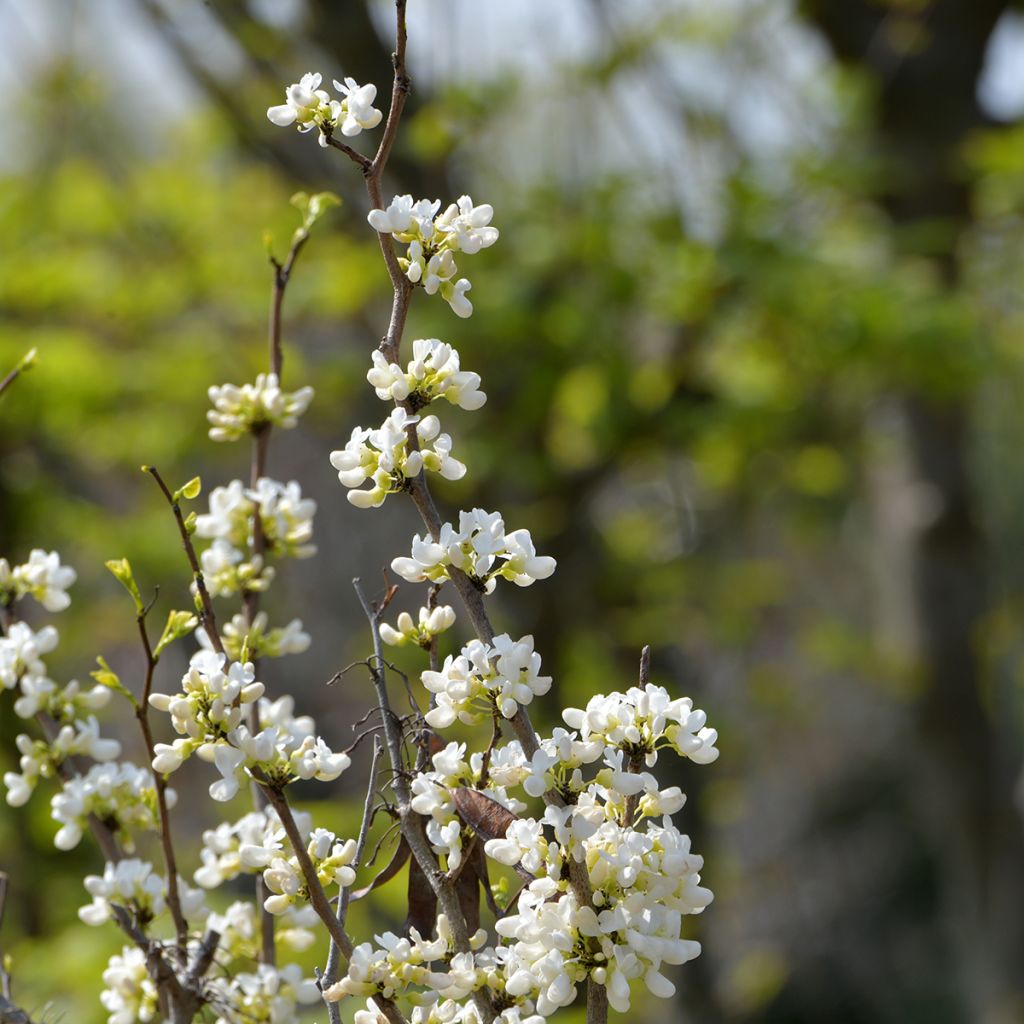 Cercis chinensis Shirobana - Albero di Giuda cinese