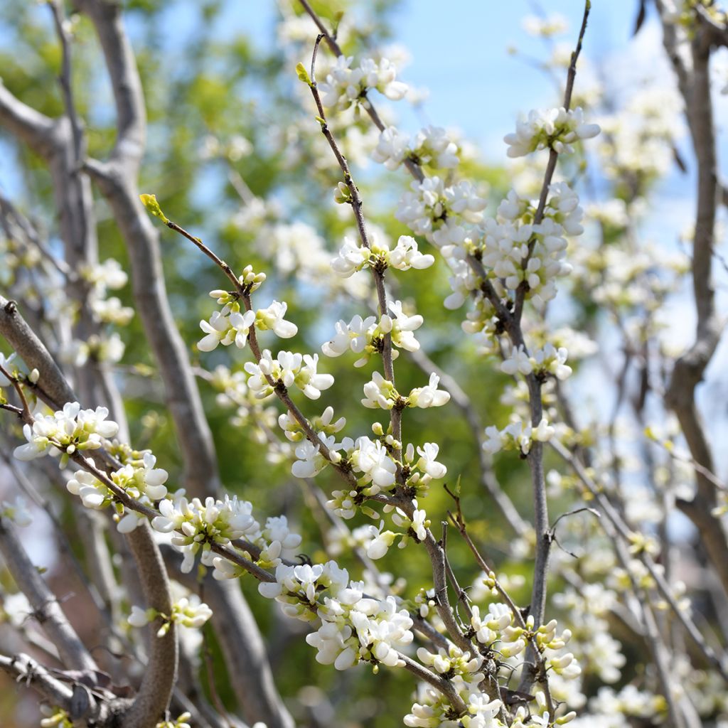 Cercis chinensis Shirobana - Albero di Giuda cinese