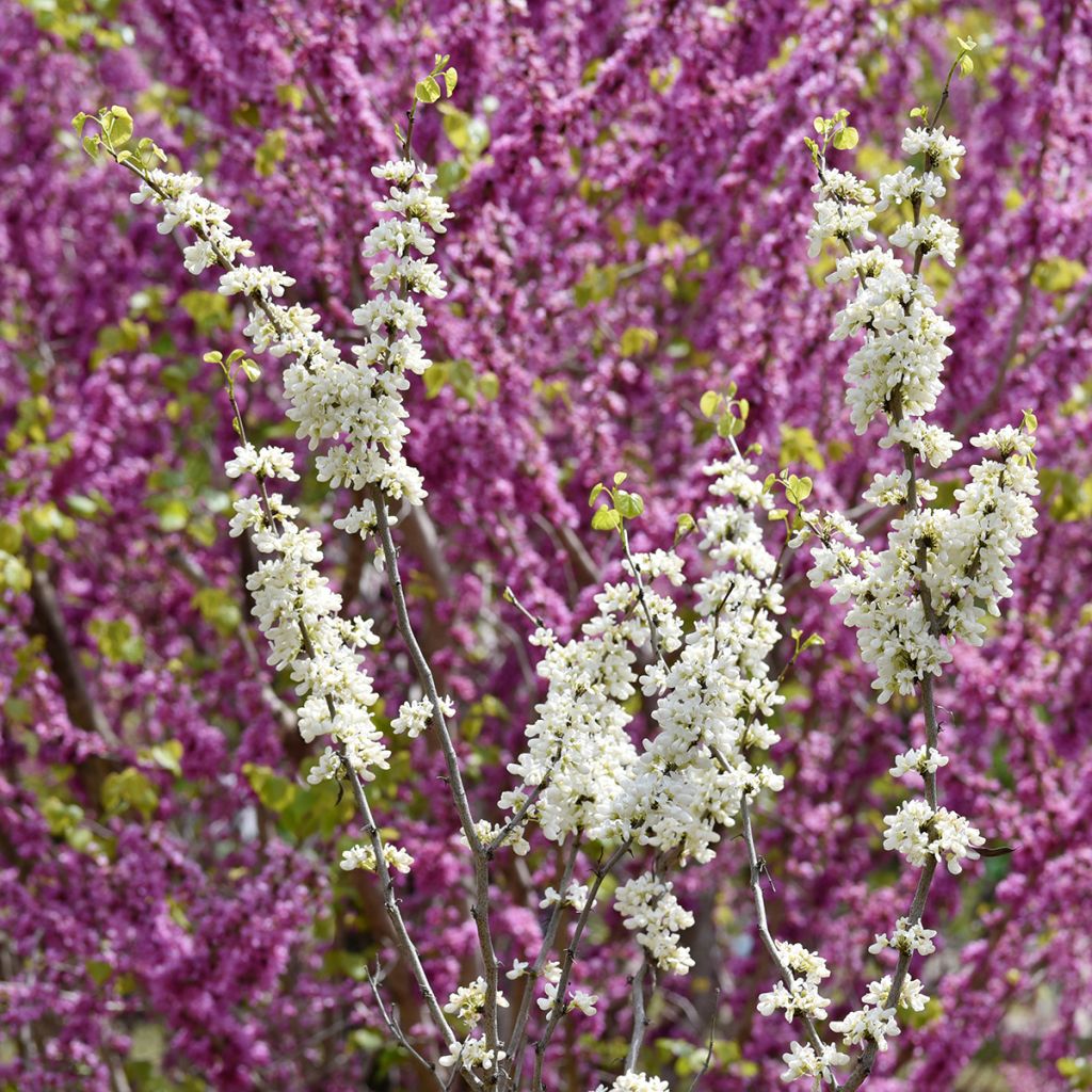 Cercis chinensis Shirobana - Albero di Giuda cinese