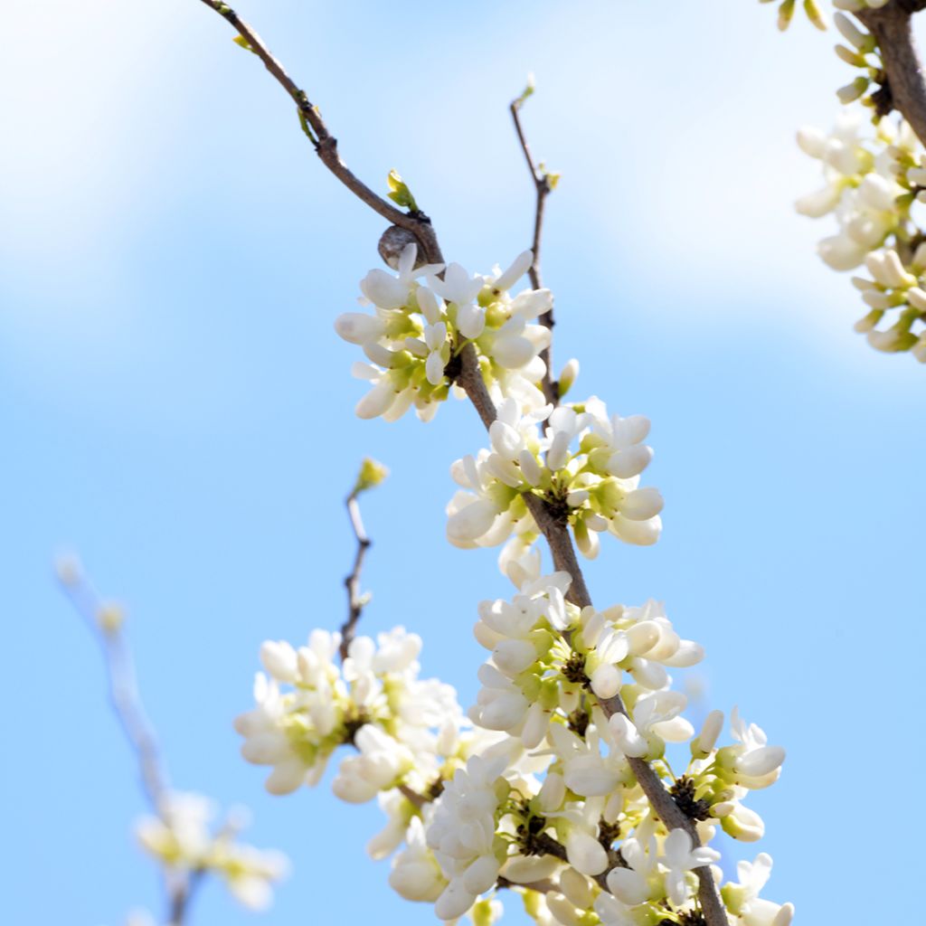 Cercis chinensis Shirobana - Albero di Giuda cinese