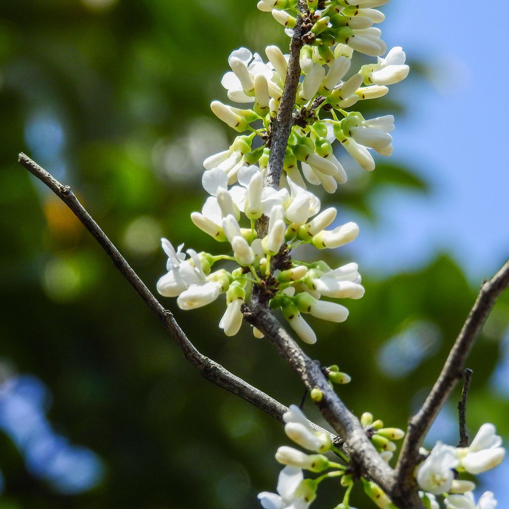 Cercis chinensis Shirobana - Albero di Giuda cinese