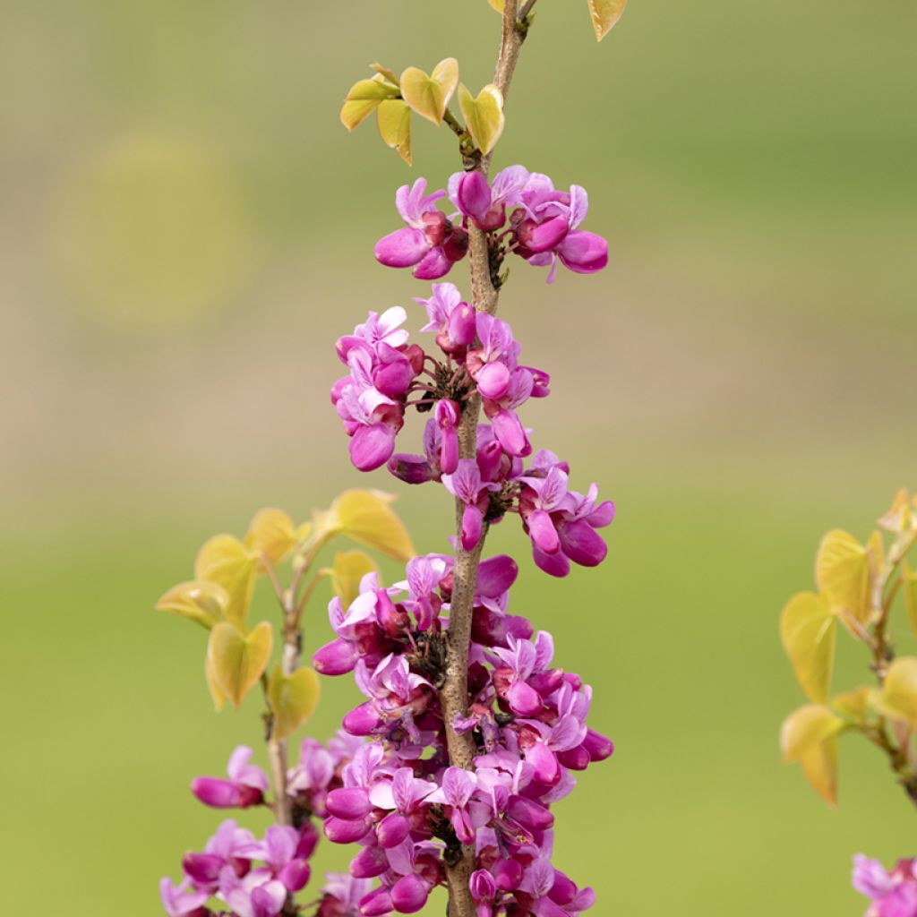 Cercis siliquastrum - Albero di Giuda