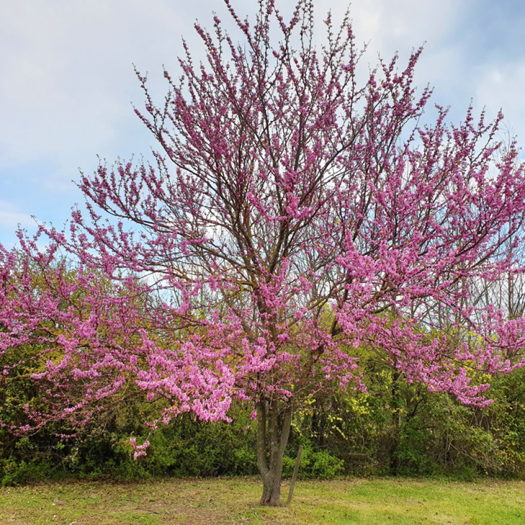 Cercis siliquastrum - Albero di Giuda