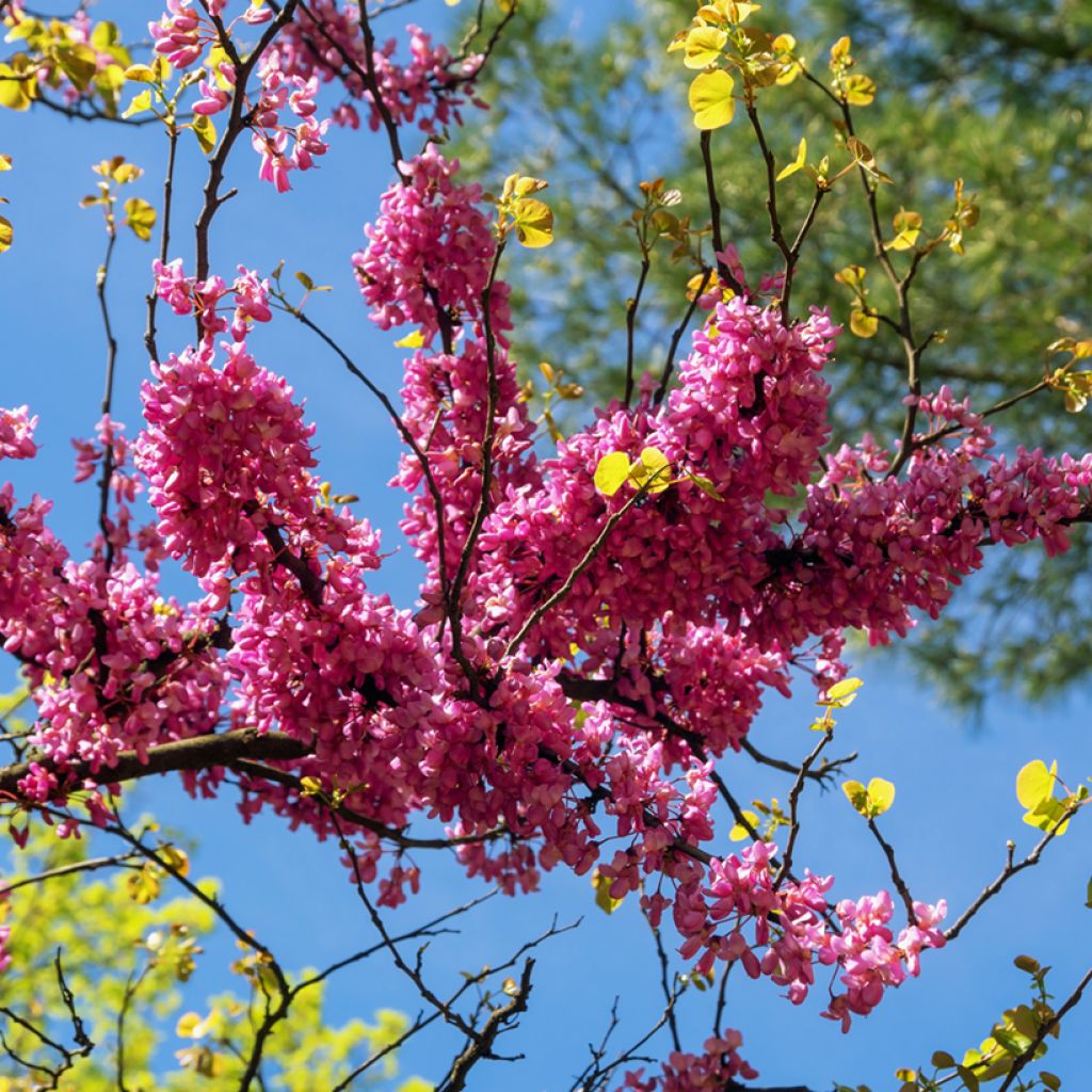 Cercis siliquastrum - Albero di Giuda