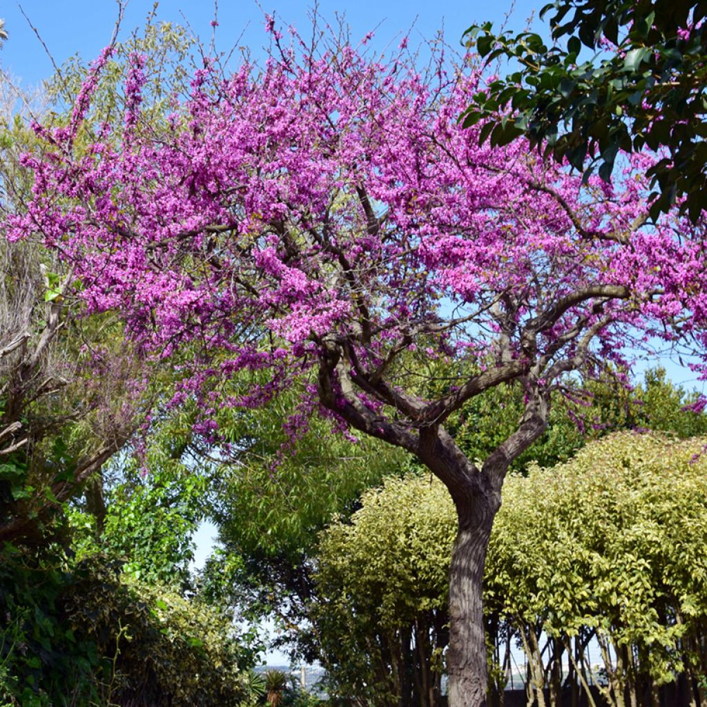 Cercis siliquastrum - Albero di Giuda