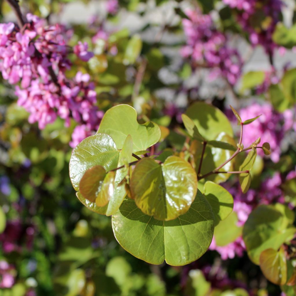 Cercis siliquastrum - Albero di Giuda