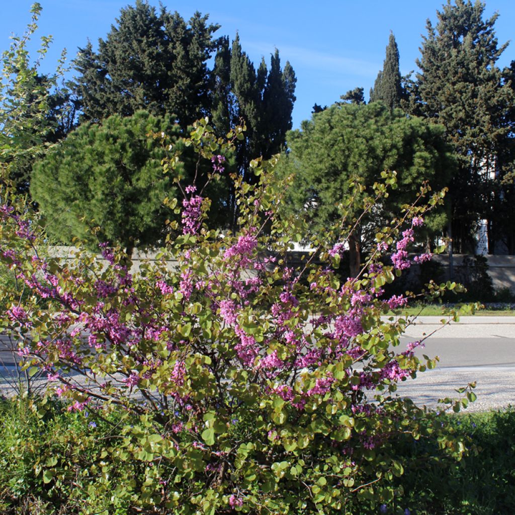 Cercis siliquastrum - Albero di Giuda