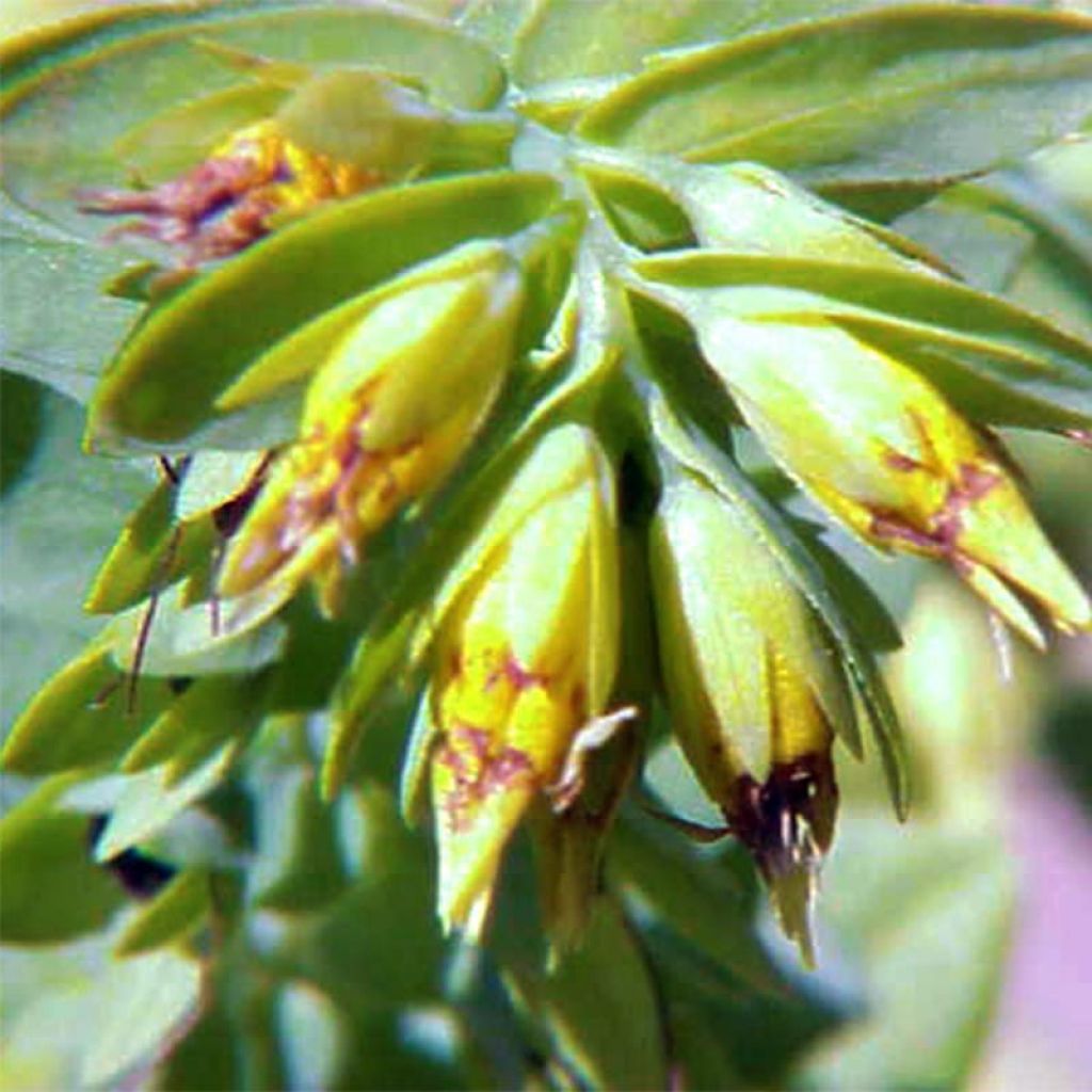 Cerinthe glabra - Erba-vajola alpina