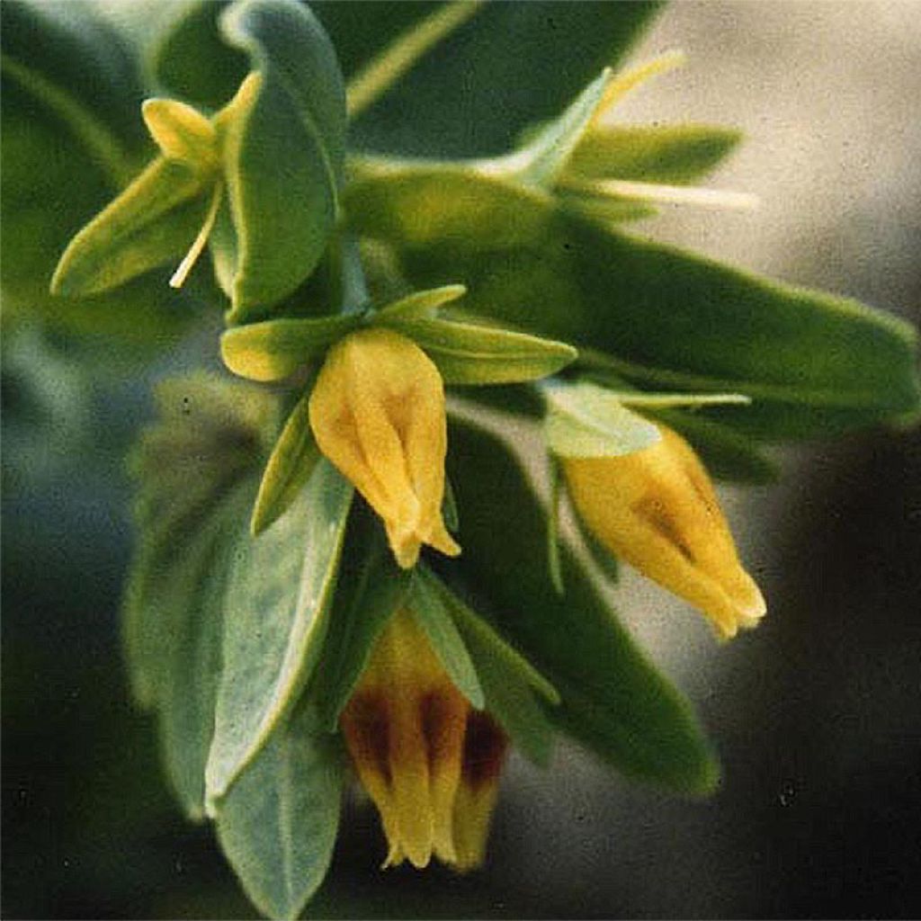 Cerinthe glabra - Erba-vajola alpina