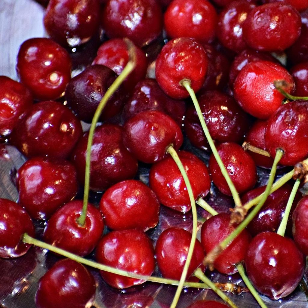 Cerisier Griotte du Nord - Prunus cerasus