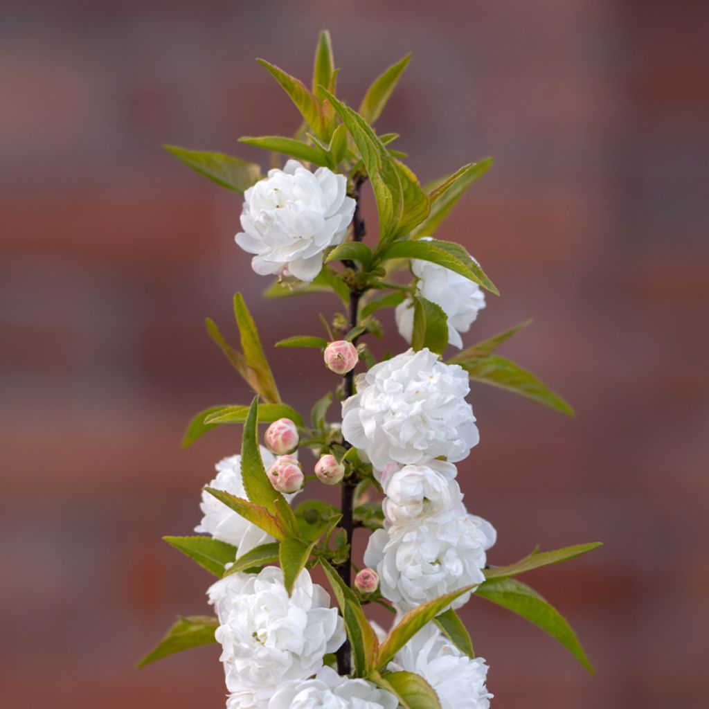 Prunus glandulosa Alba Plena - Ciliegio da fiore